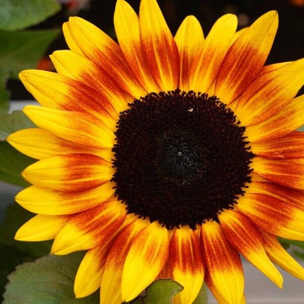 Helianthus debilis Flower