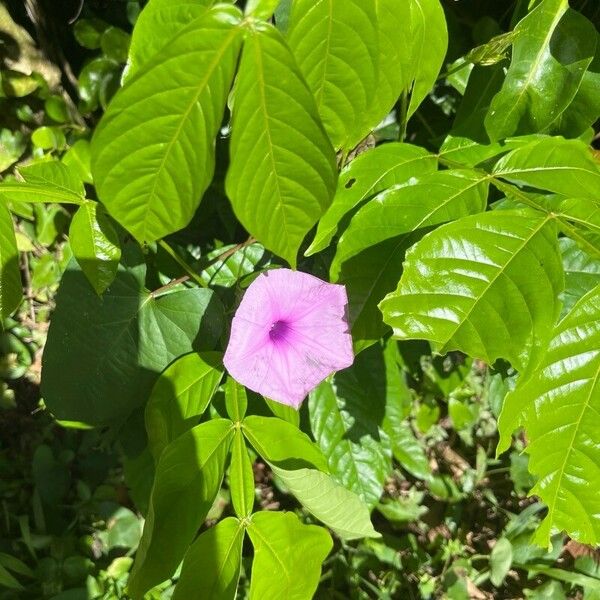 Ipomoea setifera Flower