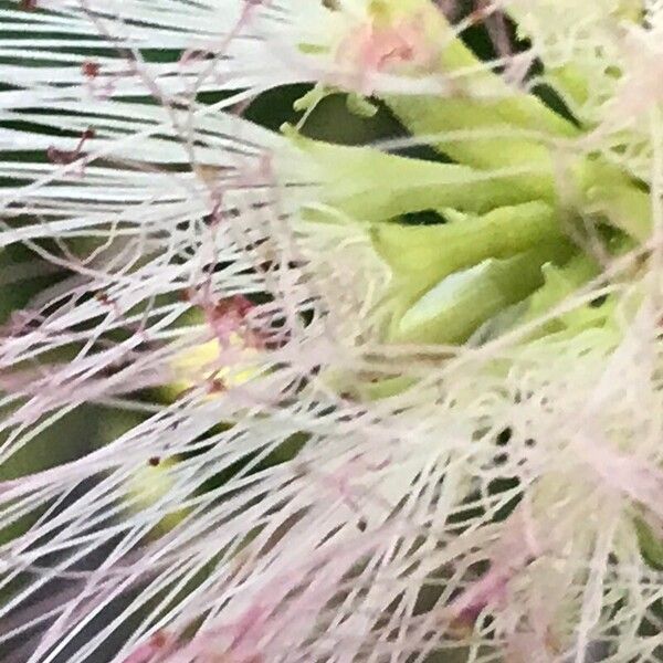 Albizia julibrissin Sonstige