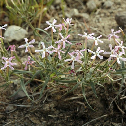 Phlox longifolia Habit