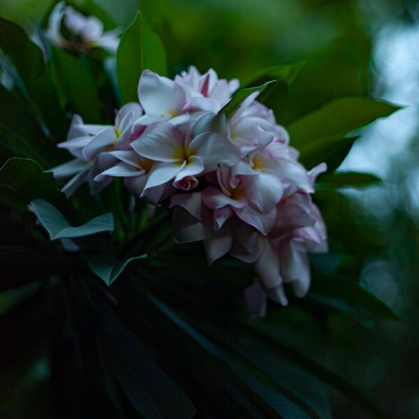 Plumeria rubra Λουλούδι