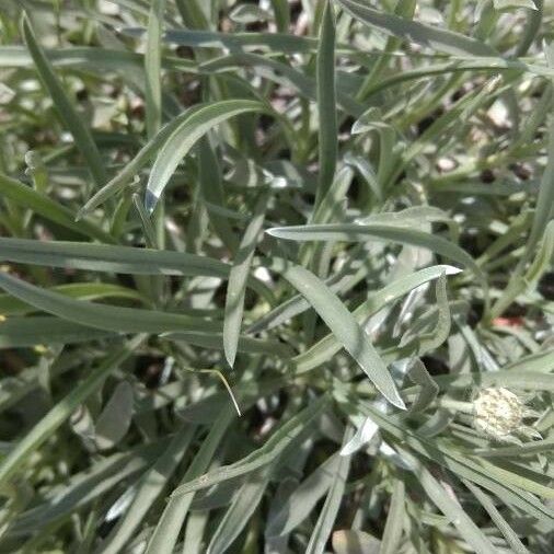 Lomelosia graminifolia Blad