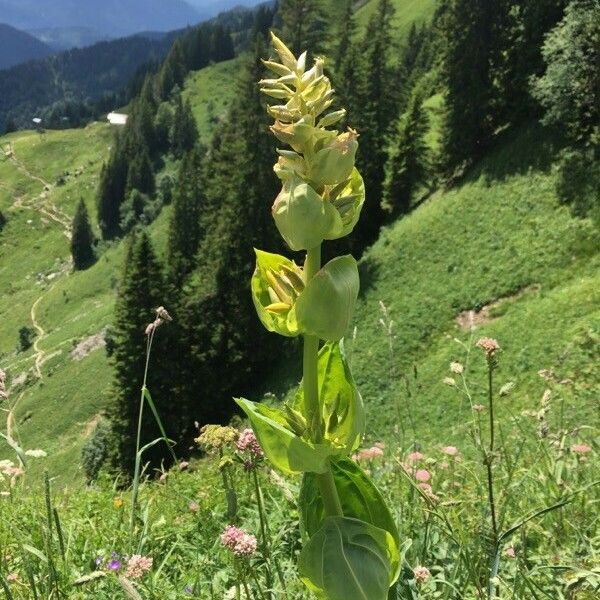 Gentiana lutea Floro