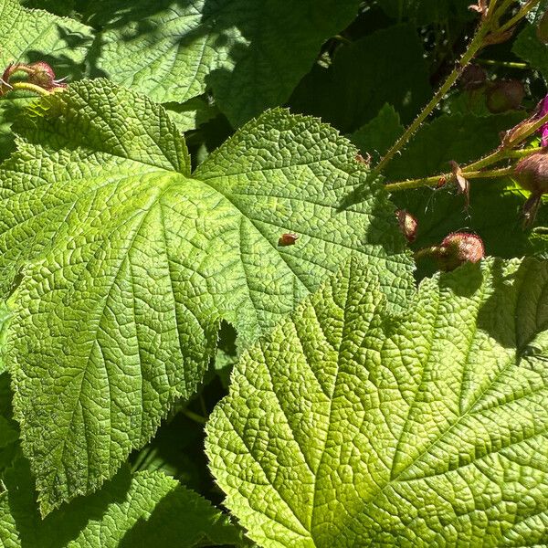 Rubus odoratus Blatt