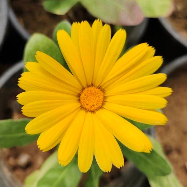 Calendula suffruticosa Flor