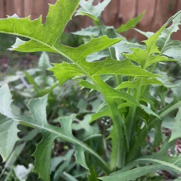 Lactuca canadensis Leaf