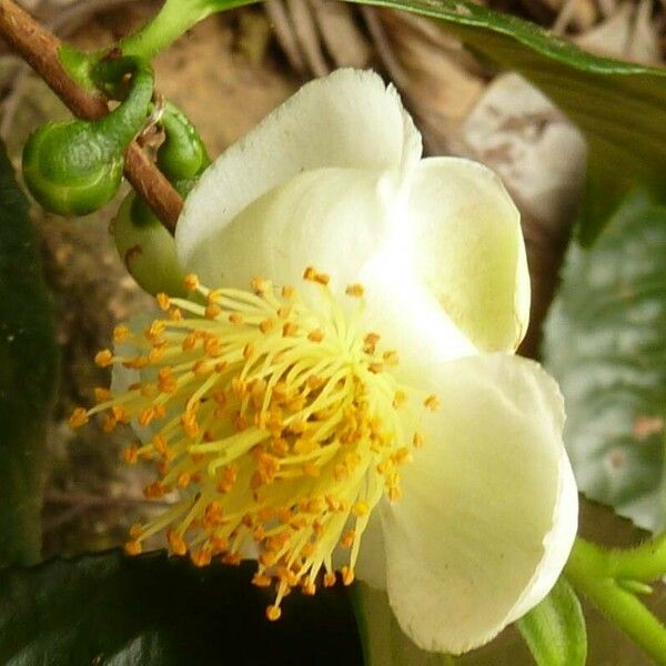 Camellia sinensis 花