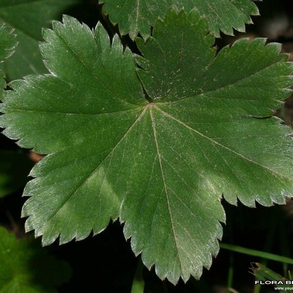 Alchemilla glaucescens ഇല