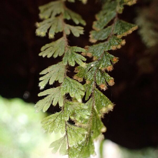 Hymenophyllum capillare Blatt