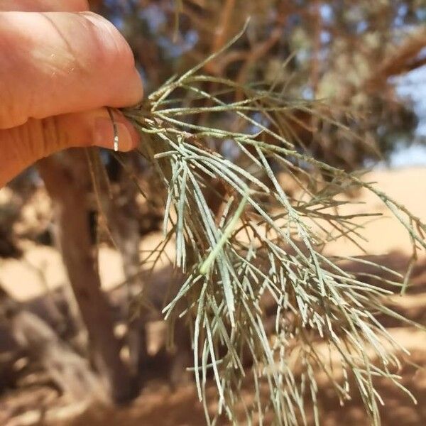 Tamarix aphylla Leaf