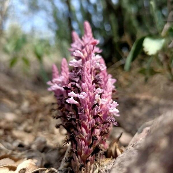 Striga gesnerioides Blüte