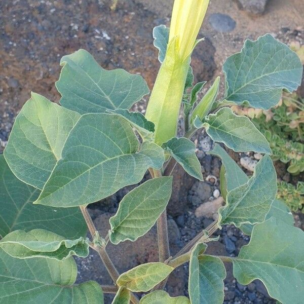 Datura inoxia ফুল