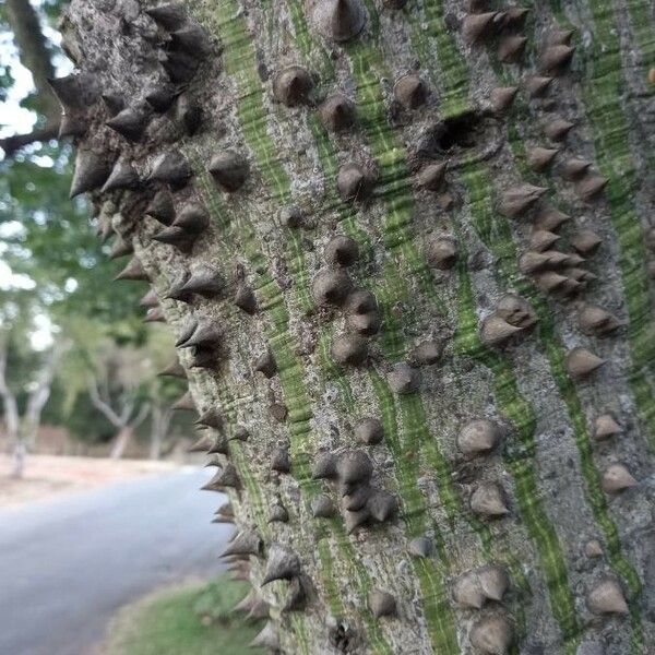 Ceiba speciosa 樹皮