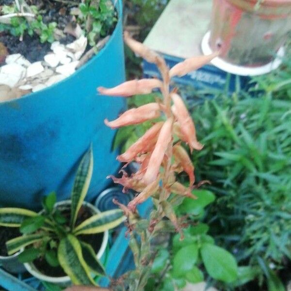 Sacoila lanceolata Flower