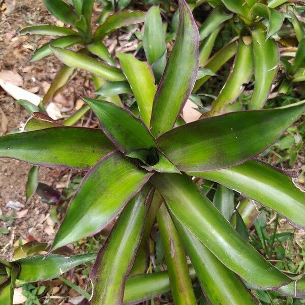 Callisia fragrans Folha