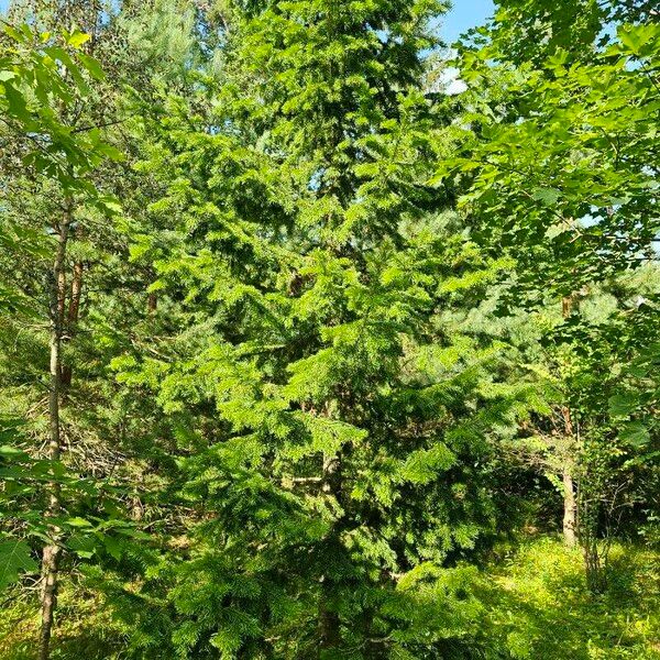 Abies sibirica Natur