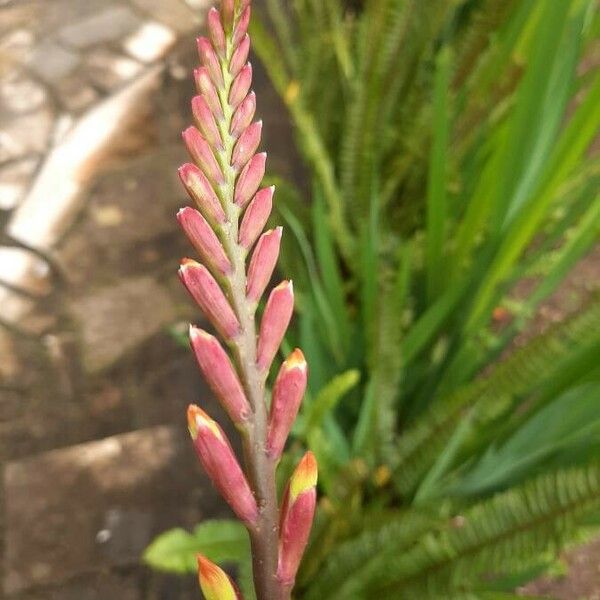 Chasmanthe aethiopica Flor