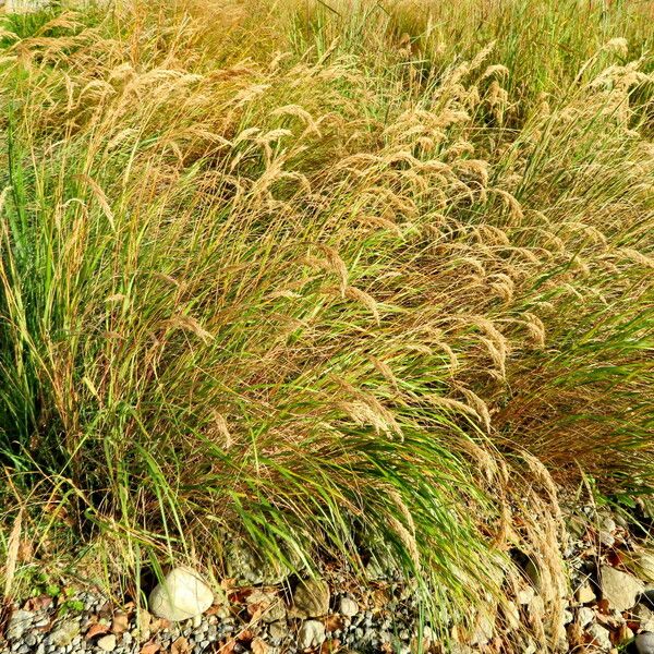 Achnatherum calamagrostis Характер