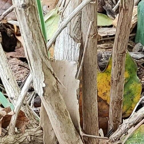 Abelia chinensis Bark