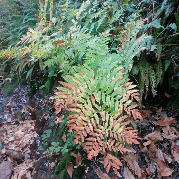 Osmunda regalis পাতা