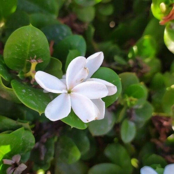 Carissa macrocarpa Flower