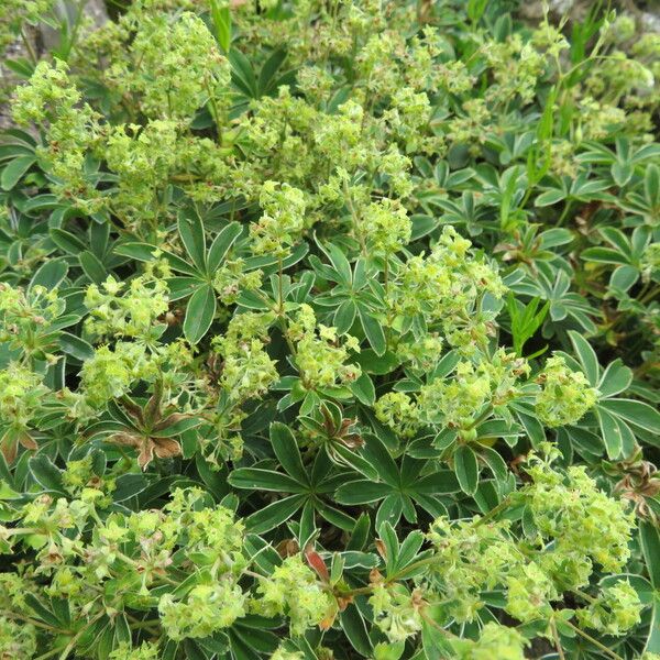 Alchemilla alpina Floro