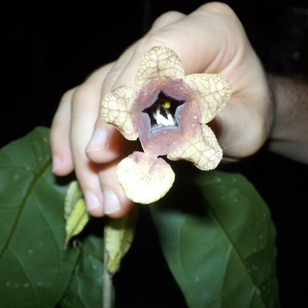 Markea longiflora Bloem