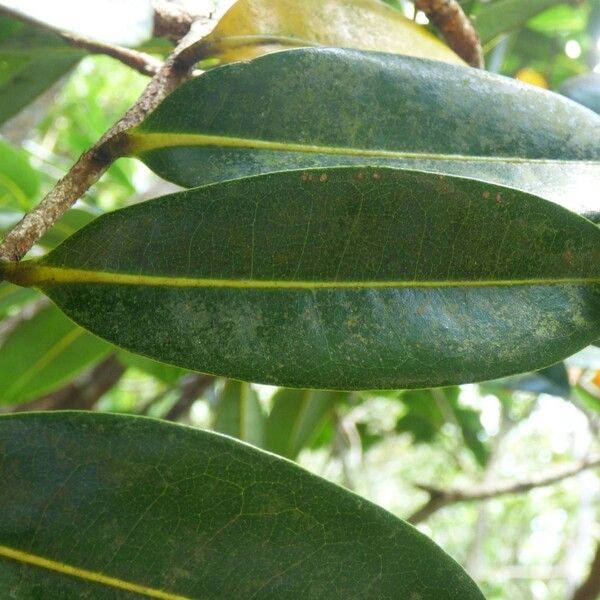 Xylopia richardii Leaf