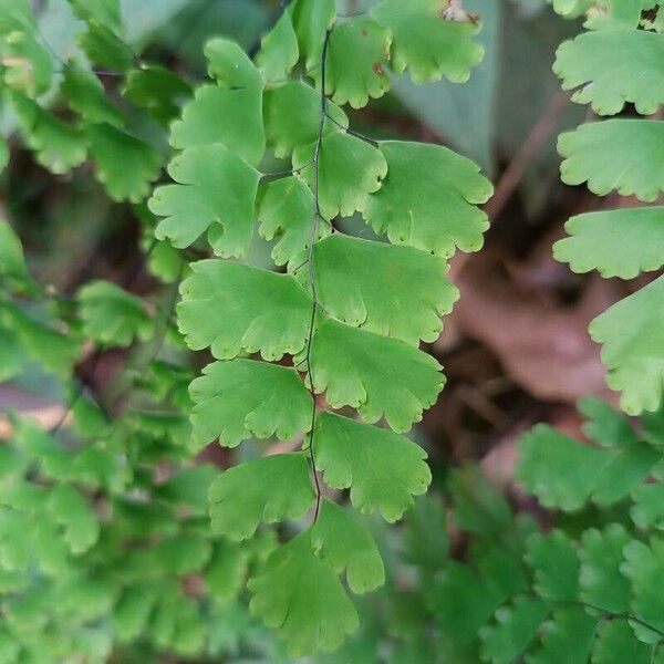 Adiantum raddianum Leaf