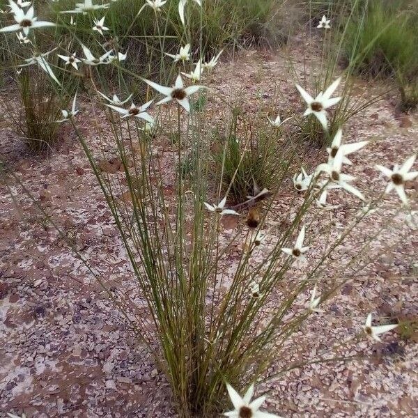 Rhynchospora colorata Blüte