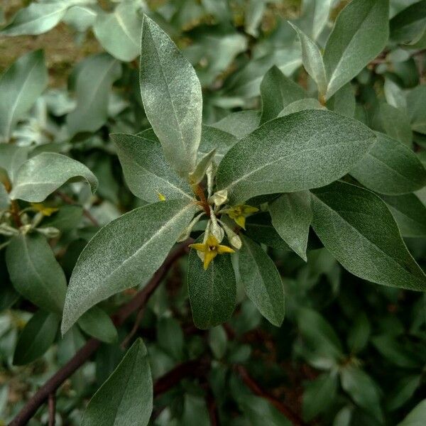 Elaeagnus commutata ফুল