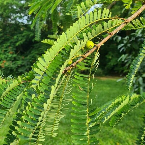 Phyllanthus emblica Frukt