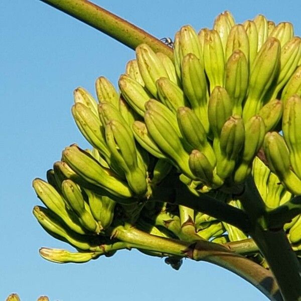 Agave americana Žiedas