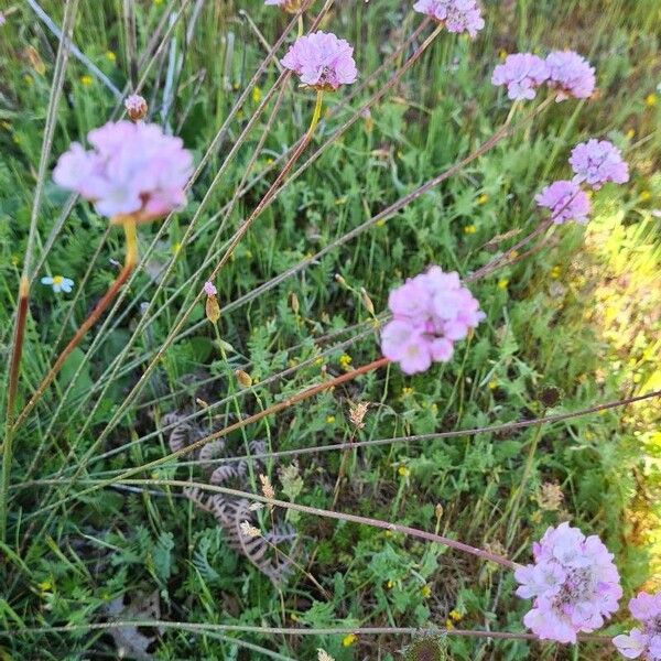 Armeria arenaria Flor