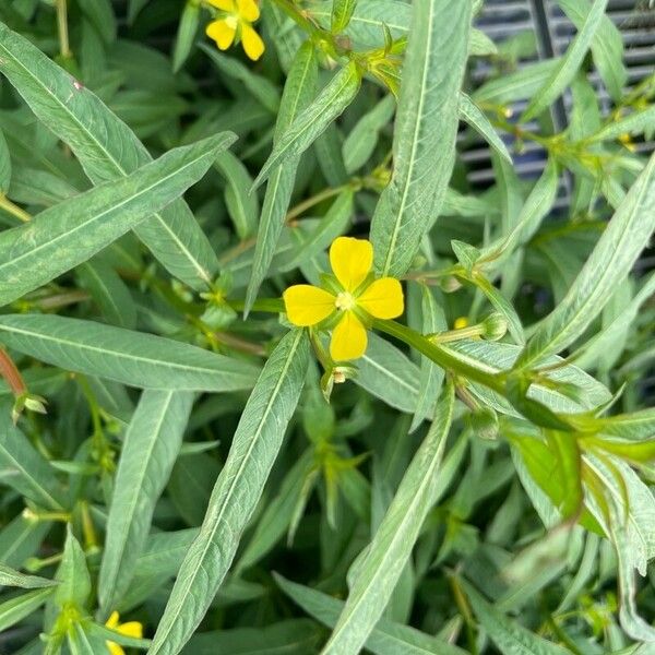 Ludwigia octovalvis Blüte