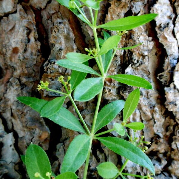 Rubia tinctorum Цвят