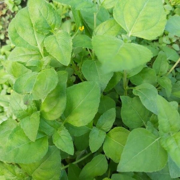 Calyptocarpus vialis Leaf