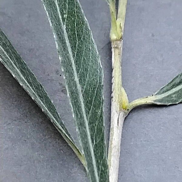 Salix purpurea Lapas