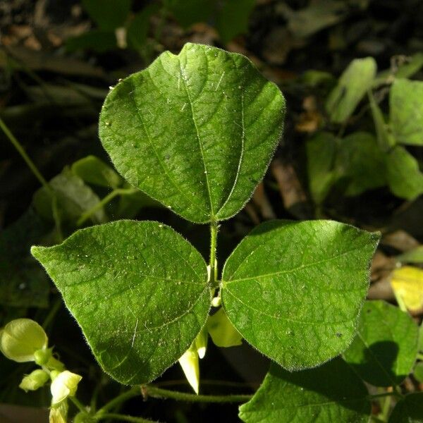 Vigna mungo Leaf