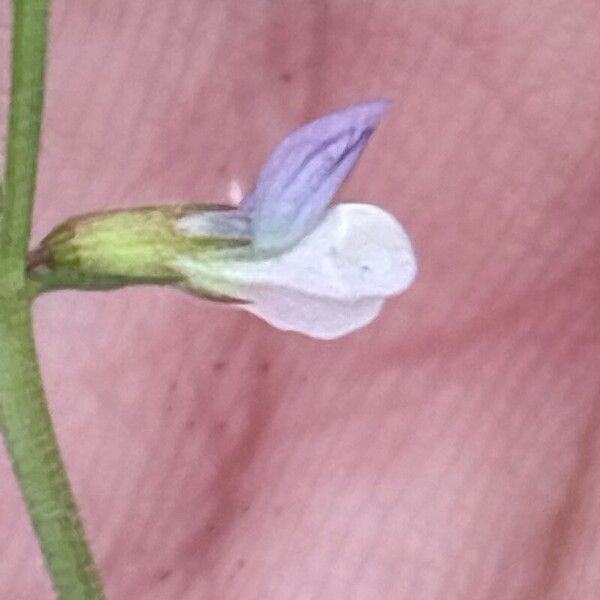 Vicia lathyroides Çiçek