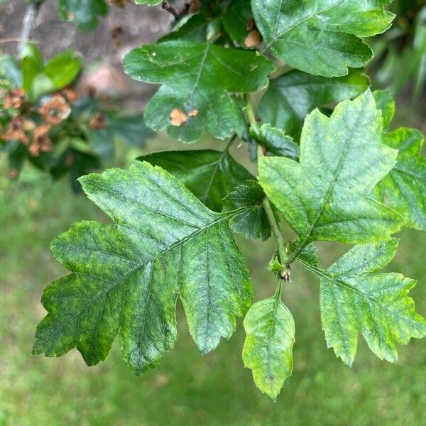 Crataegus laevigata Лист