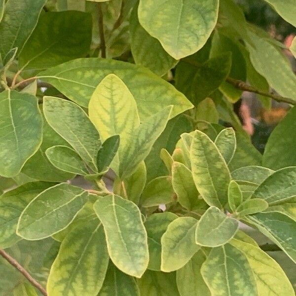 Sassafras albidum Blad