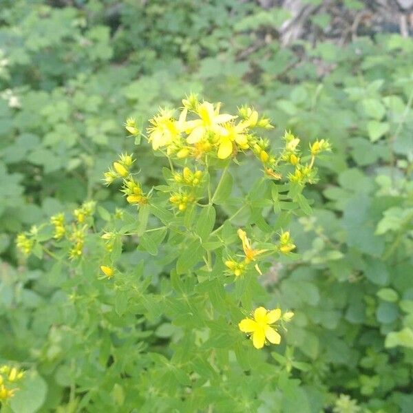 Hypericum tetrapterum Çiçek