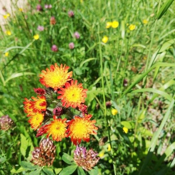 Pilosella aurantiaca Flower