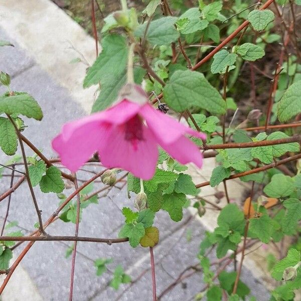 Anisodontea capensis Fuelha