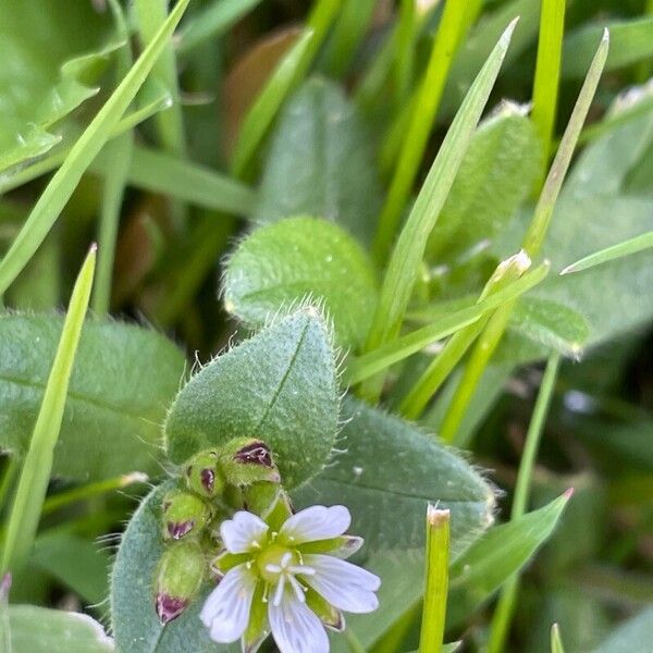 Cerastium fontanum Blüte