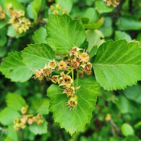 Crataegus submollis Meyve