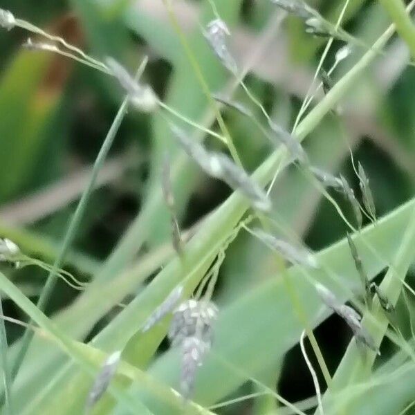 Eragrostis pilosa Kwiat