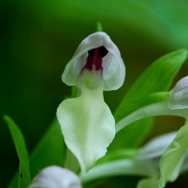 Galearis spectabilis Flor