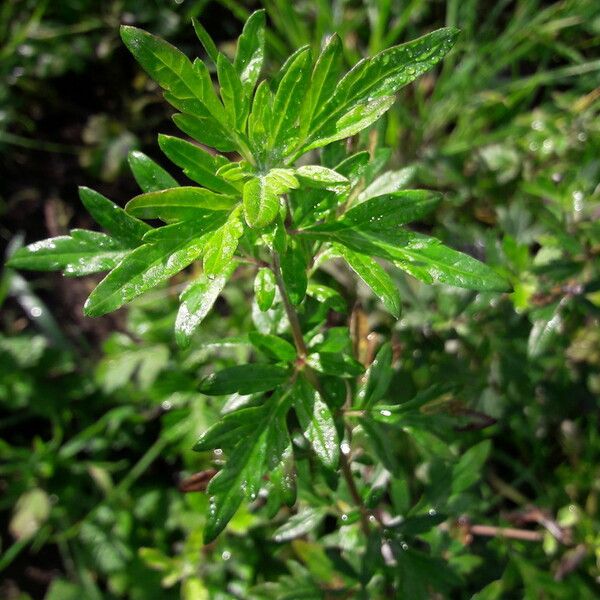 Artemisia vulgaris Blad